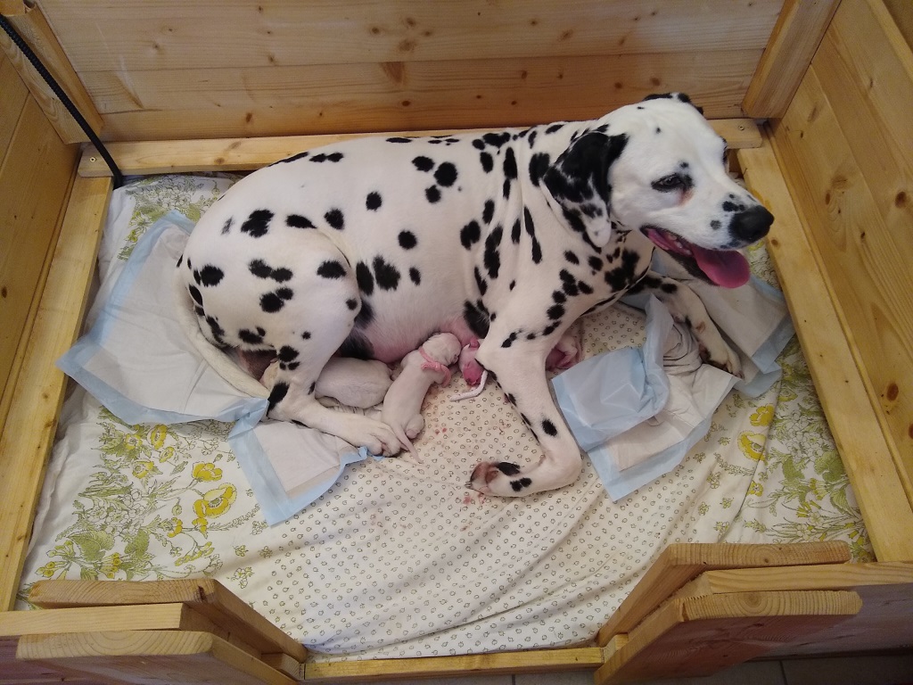 ... bevor der erste Welpe geboren wird, vergeht eine gewisse Zeit, in der die Welpen sich im Mutterleib auf die Geburt vorbereiten. Auf diesem Foto sind 3 Welpen geboren; Cira hat jetzt schon 22 Stunden Anstrengung hinter sich und bis zur Geburt des letzten Welpen werden gut 30 Stunden vergangen sein. Ein bewundernswerter Hochleistungsakt!